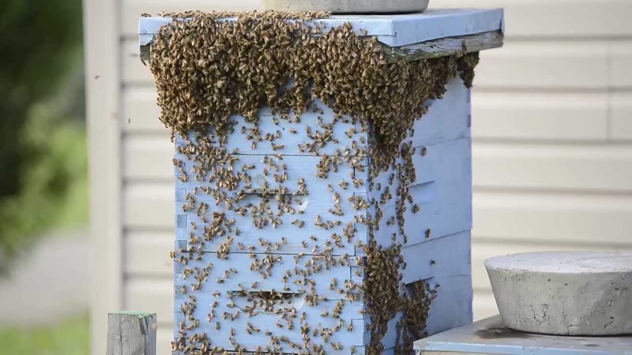 Honey Bees Bearding Outside Hives In High Heat - YouTube