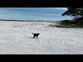 沖縄県・黒島の白いビーチを歩く黒猫 kuroshima island trip