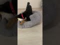 日々成長してる黒柴犬