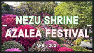 [4K] Nezu Shrine Azalea Festival - Tokyo (根津神社), April 2021