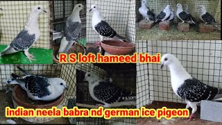 #R#S#loft#hameed#bhai#indian#neela#babra#nd#German#ice#pigeon#only#show