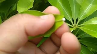 Alstonia scholaris and its leaf galls..!