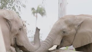 This CA city just recognized elephants' rights