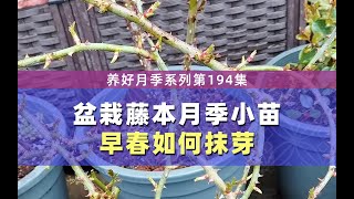 盆栽藤本月季小苗，早春如何抹芽？