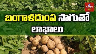 రబీలో బంగాళదుంప సాగుతో లాభాలు | Potato Cultivation Guide | hmtv Agri