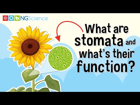 Why are most of the stomata on the bottom of the leaf?