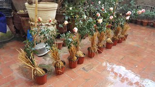 Rose Plant Shopping | Winter Flowers Shopping | Rose Garden | Double Delight Roses | Hybrid Tea