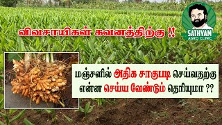 மஞ்சளில் அதிக மகசூல் எடுக்க நாம் செய்ய வேண்டிய விஷயங்கள்! #turmeric  #farming  #agriculture #organic