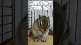 しまりす「ポン吉」衝撃！グルメ発覚！！【ペット】【シマリス】【Chipmunk】【Squirrel】【Kawaii】【Cute】