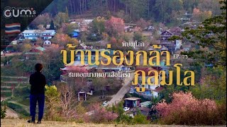 Gum's Memory | บันทึกนายกำชัย | บ้านร่องกล้า ภูลมโล ชมดอกนางพญาเสือโคร่ง | EP. 25 |