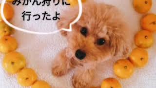 【愛犬とみかん狩り】#ペット同伴 #ペット同伴可 #みかん狩り #犬と旅行 #ペットOK