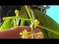 phalaenopsis species orchid care orchid orchidcare phalaenopsis