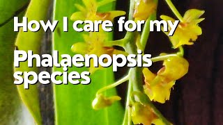 Phalaenopsis species orchid care#orchid #orchidcare #phalaenopsis