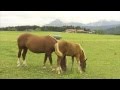 Landwirtschaft in Bayern: Landkreis Berchtesgadener Land in Oberbayern.