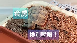 EP1 太可愛了 我跳坑了 赫曼陸龜 DIY 新家落成