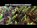 How To Germinate Blueberry Seeds Fast | ​Starting Seeds or Growing Seedlings at Home | Gardening