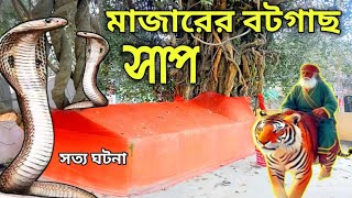 মাজারের বটগাছ সাপ || অনেক রাগী অলির মাজার || সাপ হয়ে মানুষকে মেরে ফেলে || sabik news