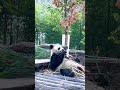 20241129 panda fu bao 푸바오 福宝 fubao 大熊猫 panda china chinatiktok