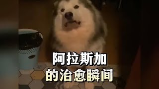 阿拉斯加也太可爱啦~超级治愈。#阿拉斯加犬 #养狗的乐趣 #阿拉斯