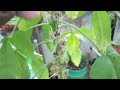 மாடித்தோட்ட செடிகள் terrace garden plants jumma gardening and lifestyle