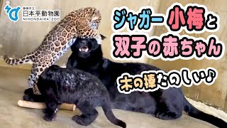 【日本平動物園】木の棒たのしい♪ママをガブーするのも楽しい♪🐆🐆ジャガーの双子姉妹と小梅ママ[Nihondaira Zoo] Jaguar, Koume and  her twin babies.