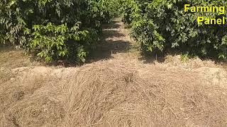 Visit to the high density orange (kinu) farm Chishtiyan - Farming Panel