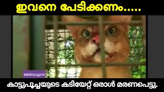 കാട്ടു പൂച്ചയുടെ ആക്രമണത്തിൽ ഒരാൾ കൊല്ലപ്പെട്ടു | Wild cat attacking man