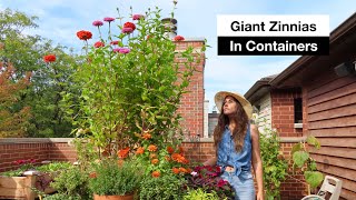 Growing Giant Zinnias in Containers | Raised Bed Gardening