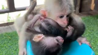 cute baby monkeys | monkey life