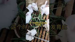 幼兔什么时候断奶？什么时候可以吃料 #养兔 #兔子养殖 #科学养兔  #rabbit #科普 #搞笑 #animals #https #8bit