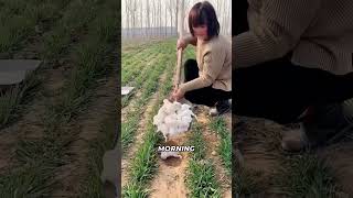 Why are the Chinese releasing rabbits into the fields? 🙄🐰🐇