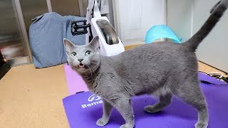 【猫動画】ご飯が待ち遠しいロシアンブルー【russianblue】Russian blue that I can't wait for rice