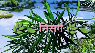 🌿🍃निसर्ग दृश्य🌿🍃#निसर्ग