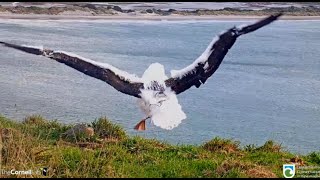 Royal Albatross ~ Tiaki Winging \u0026 Jumping for Joy! Ventures Out Further Towards Observatory! 8.3.21