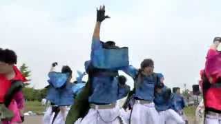 ２０１４ 竜KOI舞祭（鴉）－ひまわり 第２ステージにて