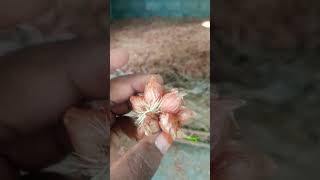 வெங்காயம் நடவு | Planting onions #shorts @mnsrikee1923