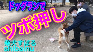 ドッグランshibainuツボ押ししてもらう