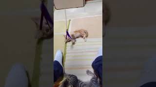 猫じゃらしで遊ぶムギとホップ６【Cats named 'Mugi' and 'Hop' playing with a teaser 6】