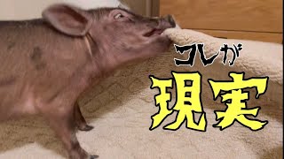 【神回】ならぬ噛み回！実際にマイクロブタを飼うとこんな感じ