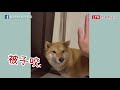 柴犬爸「護女心切」 調皮女兒做錯事！牠出面擋刀躺地狂求情