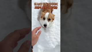 강아지의 첫 눈 체험, 과연 반응은?! ❄️🐶 #개와고양이 #웃긴영상 #웃긴동물모음 #고양이 #힐링되는동물 #동물영상 #동물영상모음 #웃긴동물 #애완동물 #귀여운강아지