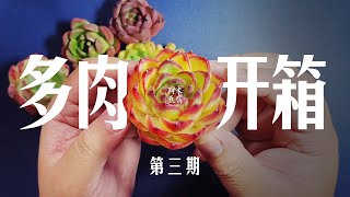 阿米豆腐：多肉开箱#3 这次的月亮石颜值太好了