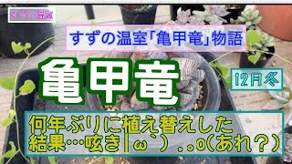 No.26【多肉植物】 亀甲竜 数年ぶりに植え替えの結果😆え？悲しくなった🥲亀甲竜大好きです♡ #多肉 #succulents #亀甲竜