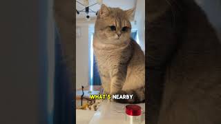 Cute cat part 17 #cute #cutecat #cat #shorts #youtubeshorts #viralvideos