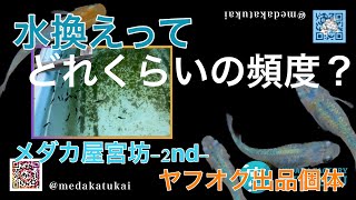 水換えってどれくらいの頻度ですればいいの？【メダカ屋宮坊-2nd-ヤフオク出品個体】墨碧眼、クラウドグレーダイヤ 、楊貴妃ダルマ、ミックスめだか