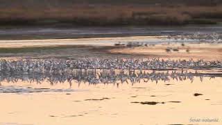 Western sandpipers exhibit natures synchrony in flight