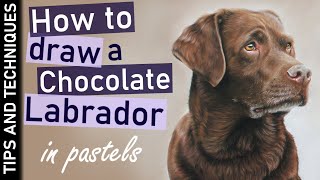 How to draw a Chocolate Labrador in pastels | Drawing realistic fur