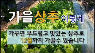 가을상추 이렇게 가꾸면 부드럽고 맛있는 상추로 12월까지 가꿀 수 있습니다. #가을상추 가꾸기 #겨울상추 가꾸기.