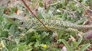 Parelhagedis/Ocellated Lizard (Timon lepidus)