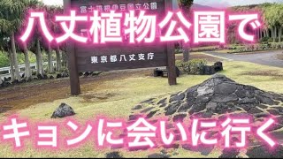 八丈島のキョンに会いに行く！